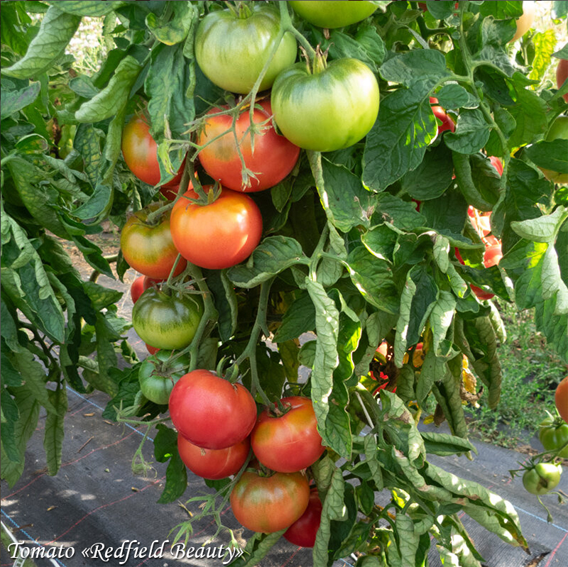 Tomato Redfield Beauty
